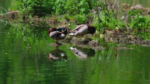 Ducks sleep, clean their feathers, eat algae. Ducks are beautifully Vídeo Stock 275010464