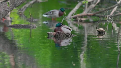 Ducks sleep, clean their feathers, eat algae. Ducks are beautifully reflected Stockbeeldmateriaal 275162980