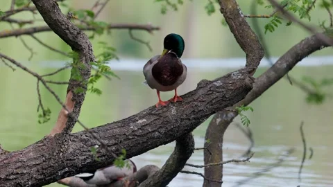 Ducks sleep, clean their feathers, eat algae. Ducks are beautifully reflected 動画素材 275281187