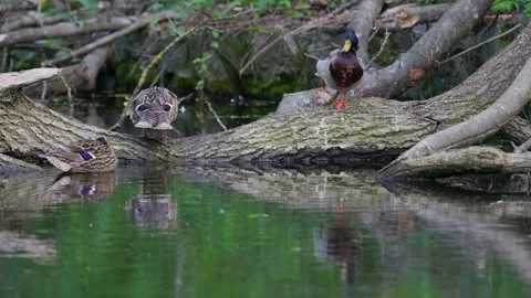 Ducks sleep, clean their feathers, eat algae. Ducks are beautifully reflected Stock Footage 275853252