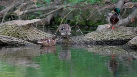Ducks sleep, clean their feathers, eat algae. Ducks are beautifully reflected Stock-Footage 276913070