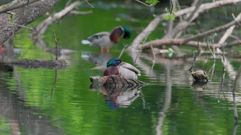 Ducks sleep, clean their feathers, eat algae. Ducks are beautifully reflected Stock Footage 277347464