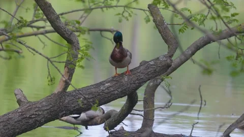 Ducks sleep, clean their feathers, eat algae. Ducks are beautifully reflected Stock Footage 277347544