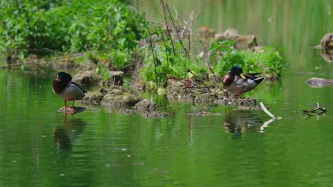 Ducks sleep, clean their feathers, eat algae. Ducks are beautifully reflected Stock Footage 277979369