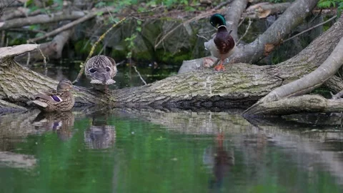 Ducks sleep, clean their feathers, eat algae. Ducks are beautifully reflected Видео 277979370