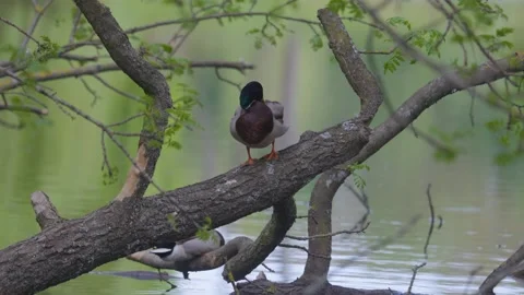 Ducks sleep, clean their feathers, eat algae. Ducks are beautifully reflected Stock Footage 277979499