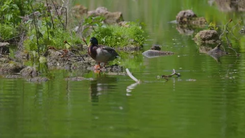 Ducks sleep, clean their feathers, eat algae. Ducks are beautifully reflected Video stock 280394313