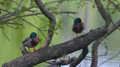 Ducks sleep, clean their feathers, eat algae. Ducks are beautifully reflected Stock Footage 280394442