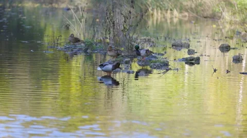 Ducks sleep, clean their feathers, eat algae. Ducks are beautifully reflected Stock Footage 296479946
