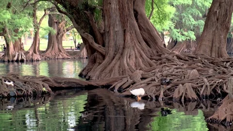 Ducks sleeping in Camecuaro, Mexico Stock Footage 246406738