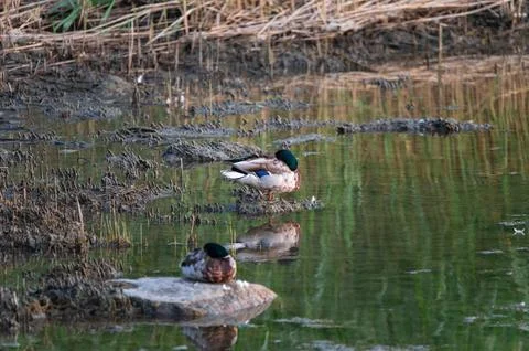 Ducks sleeping by the coast Stock Photos