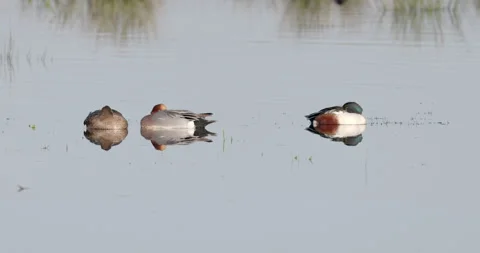 Ducks sleeping on a flat body of water in bright winter sunshine. Stock Footage 337168279