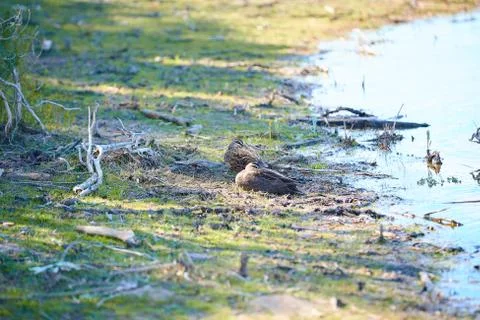 Ducks sleeping by the lake 스톡 사진