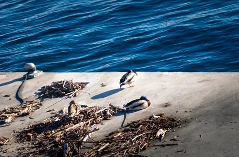 Ducks sleeping by the lake Stock Photos