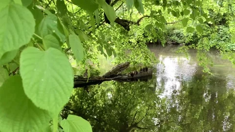 Ducks sleeping on a tree stump Stock Footage 132951182