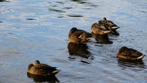 Ducks sleeping on the water Stock Footage 163375085