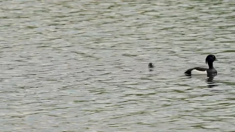 Ducks slow-motion Stock Footage 142211712