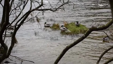 Ducks on a Small Grassy Island Vídeo Stock 81753896