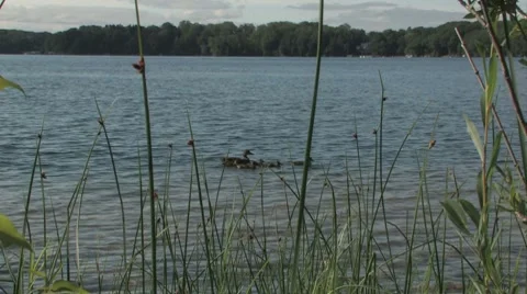 Ducks on a small lake Stock Footage 7765277