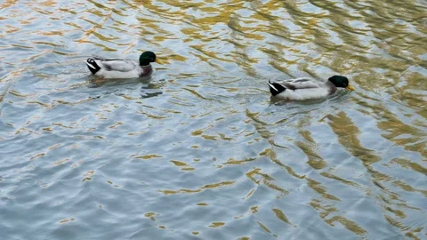 Ducks in the small lake Stock-Footage 103502874