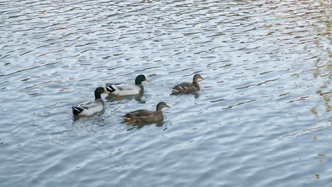Ducks in the small lake Stock-Footage 103502880