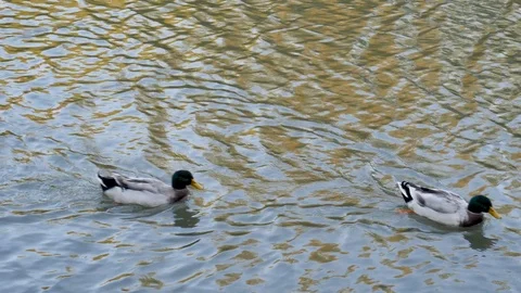 Ducks in the small lake Stock-Footage 103502906
