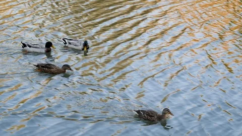 Ducks in the small lake Stock-Footage 103502923