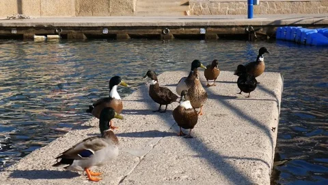 Ducks on a small pier next to the water Video stock 81089275
