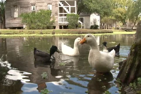 Ducks in small pond Video stock 10742563