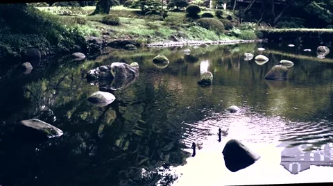 Ducks at a small pond Stock Footage 54896572