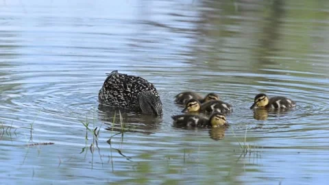 Ducks in a small Pond Stock Footage 154612153