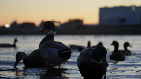Ducks in small pond at sunset in evening. Many feathered animals bathe and swim Stock Footage 261096159