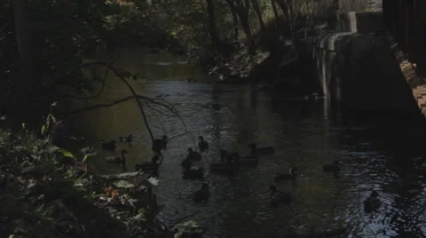 DUCKS small river bridge Stockbeeldmateriaal 32075533