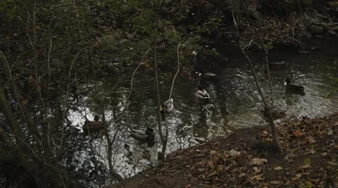 Ducks in the small river Stock-Footage 46182901