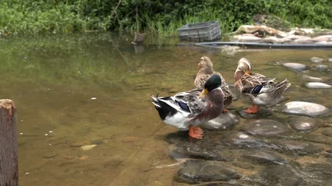 Ducks in the small river Stock Footage 252147355