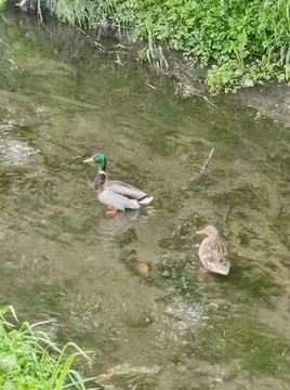 Ducks in small river Stock Photos