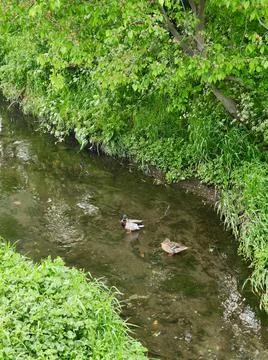 Ducks in small river Stock Photos