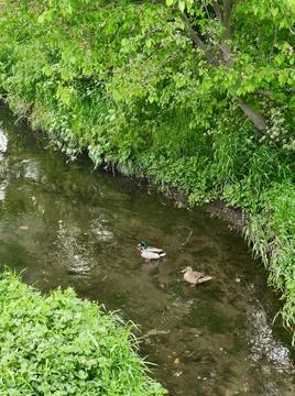 Ducks in small river Stock Photos