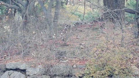 Ducks on small tiny island in a little pond In Seoul, Korea Stock Footage 105572095