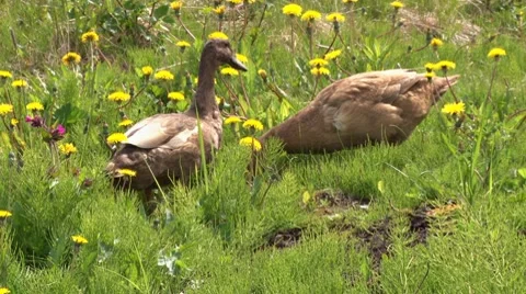 Ducks Snarfling 1 Stock Footage 7736907