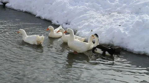 Ducks In The Snow 01 Video stock 1057581