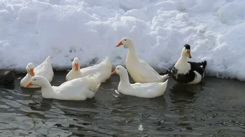 Ducks In The Snow 02 Video stock 1057591