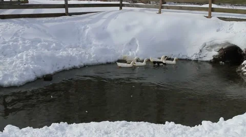Ducks In The Snow 04 Video stock 1057631