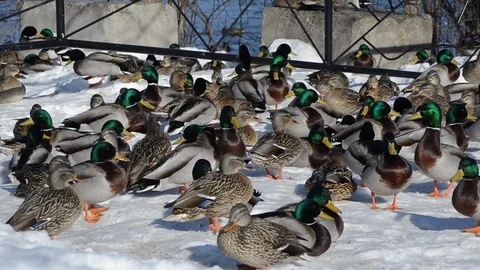 Ducks on a snow bank Stock Footage 104713555