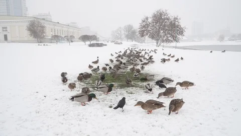 Ducks on snow being fed in winter. Minsk, Belarus. Nemiga Stock Footage 100225549