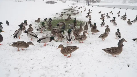 Ducks on snow being fed in winter. Minsk, Belarus. Nemiga Stock Footage 100225696