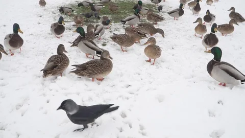 Ducks on snow being fed in winter Stock Footage 100225762