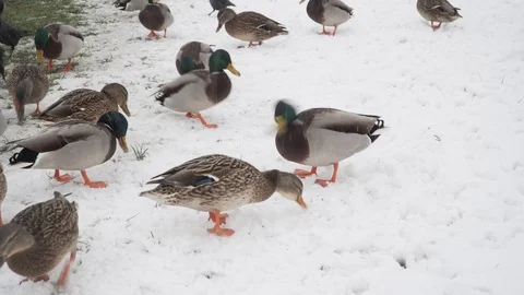 Ducks on snow being fed in winter Stock Footage 100225793