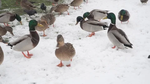 Ducks on snow being fed in winter Stock Footage 100225807