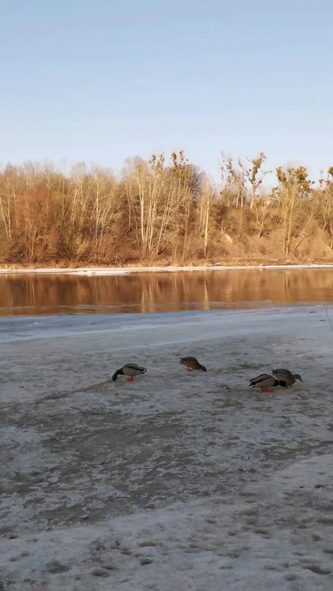 Ducks in the snow on clear sunny spring day Stock Footage 329909653